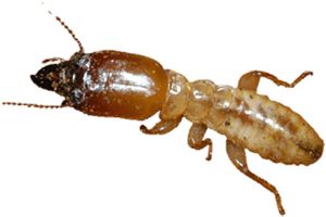 موریانه